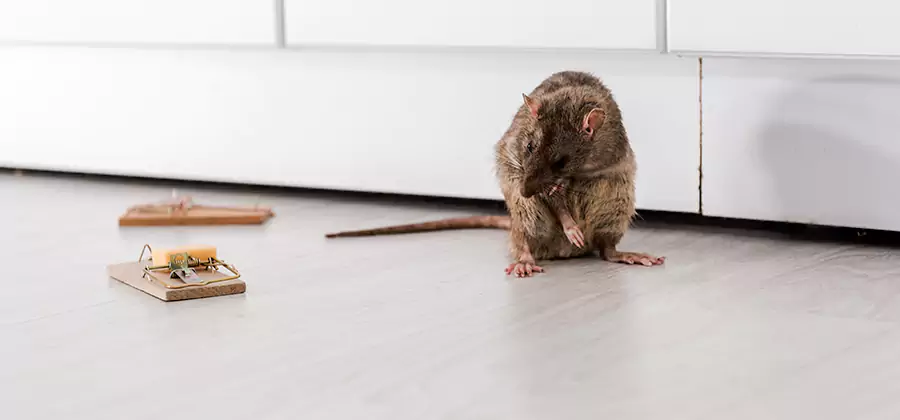 Rat Baiting Removal Service in Peachtree City