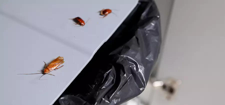 German Roach Pest Control in Peachtree City
