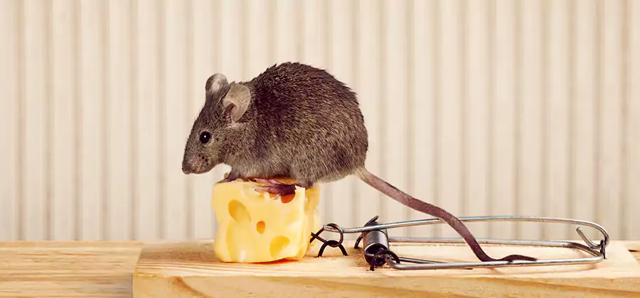 Commercial Rodent Exclusion Services in Peachtree City