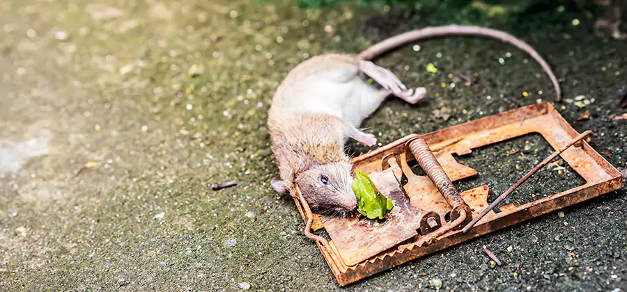 Rat Trapping in Peachtree City