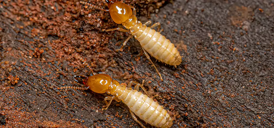 Sentricon Residential Termite Control in Peachtree City