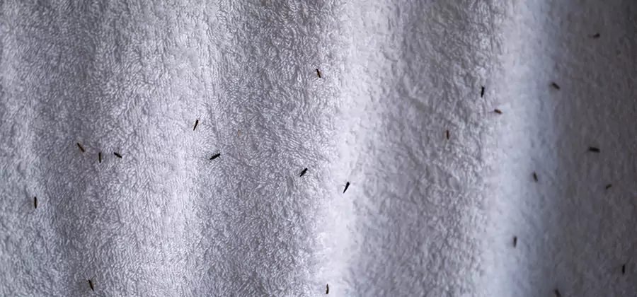 Small Black Ants in Bathroom Treatment in Peachtree City