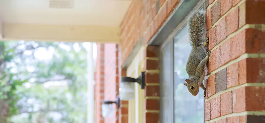 Squirrel Inside Walls Removal in Peachtree City