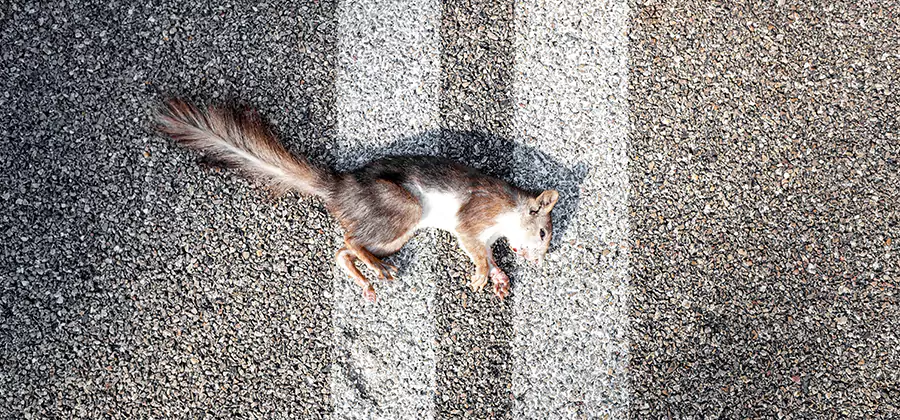 Dead Squirrel Removal in Peachtree City
