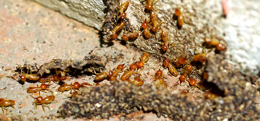 Wood Treatment and Localized Termite Solutions in Peachtree City