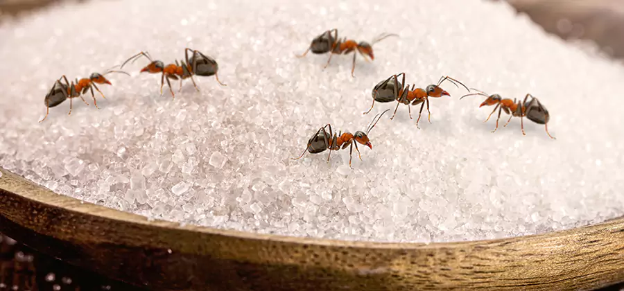 Indoor Sugar Ant Treatment in Peachtree City