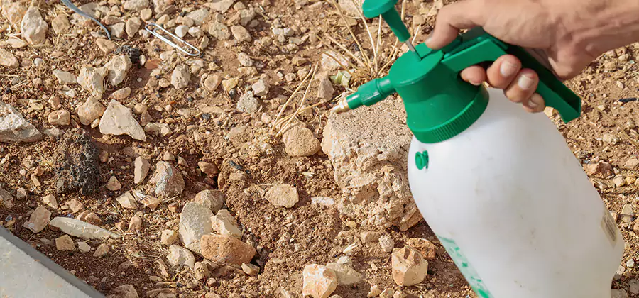 Heat Treatment Termite Cost in Peachtree City