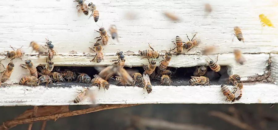 Residential Termite Fumigation in Peachtree City