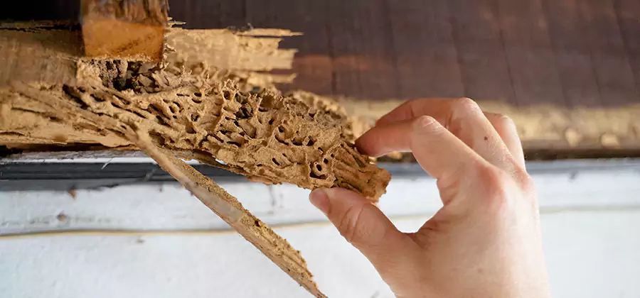 Pre-Purchase Termite Inspection in Peachtree City