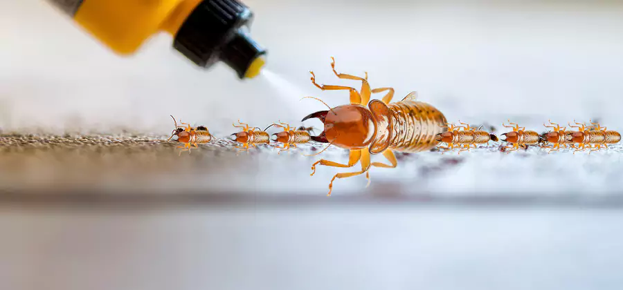 Foundation Termite Spraying Control in Peachtree City