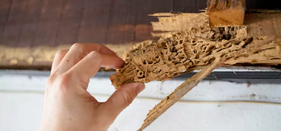 Pre-Construction Termite Treatment in Peachtree City