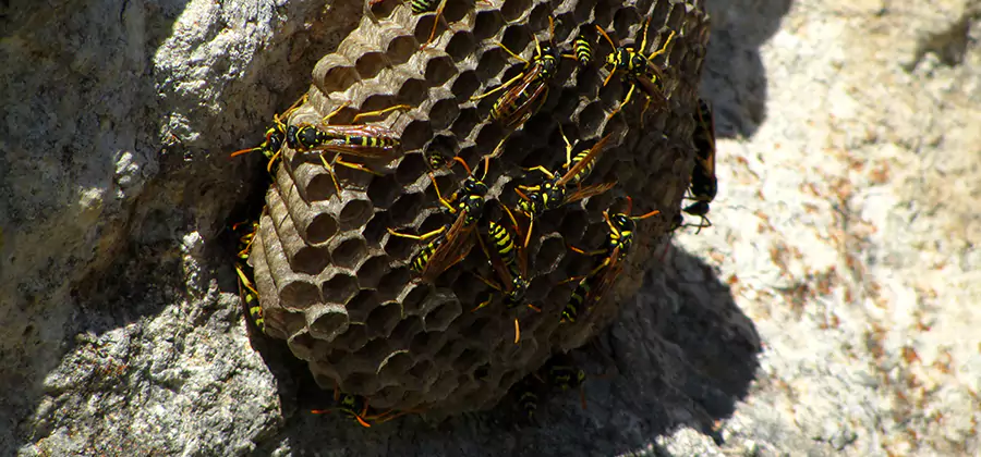 Wasp Nest in Tree Removal Peachtree City