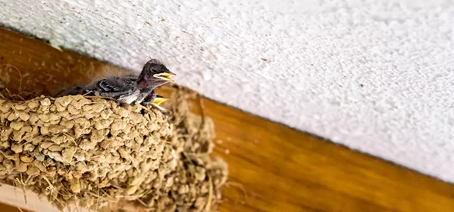 Bird Removal From House in Peachtree City