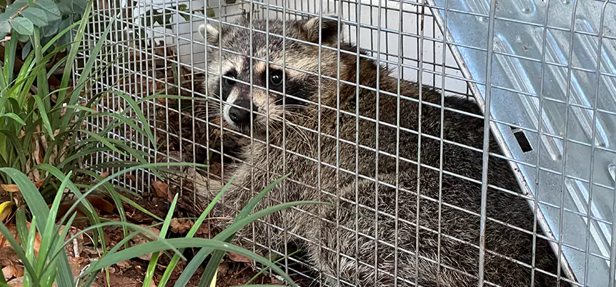 Wildlife Relocation Services in Peachtree City