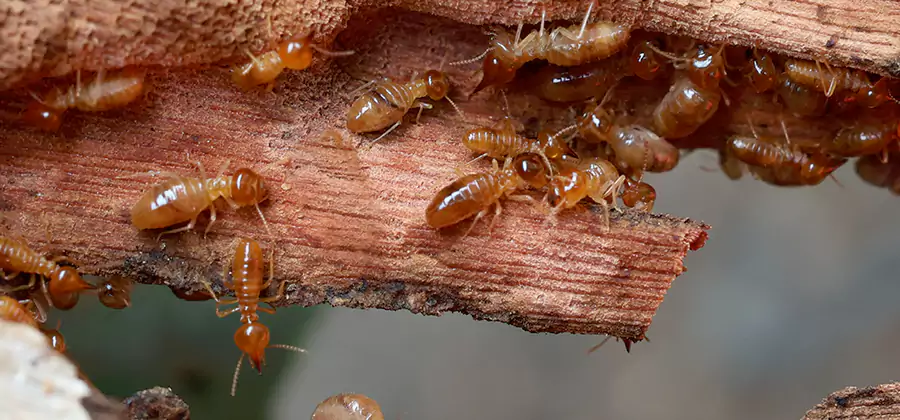 Wood Preservation Termite Treatment in Peachtree City