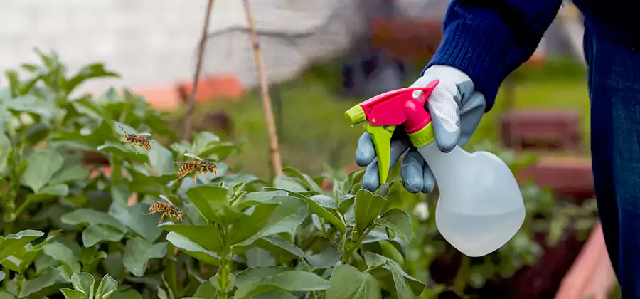 Yellow Jacket Pest Removal for Commercial Properties in Peachtree City