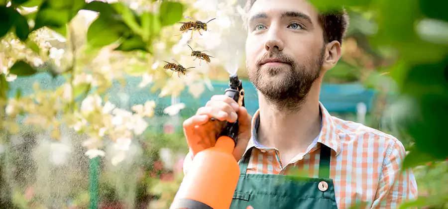 Yellow Jacket Wasp Removal in Peachtree City