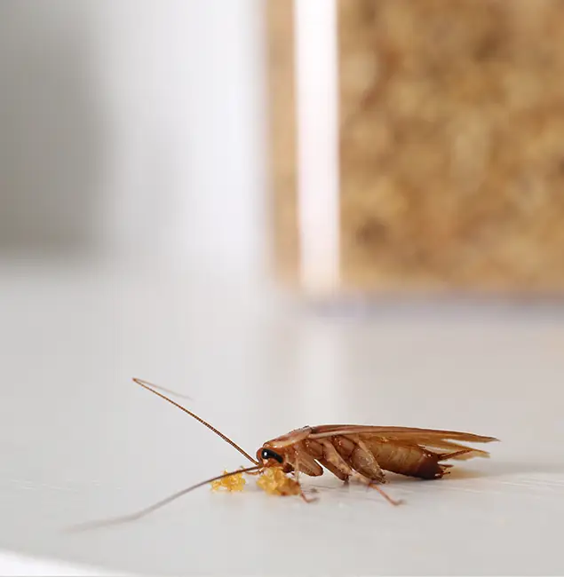 Why Peachtree City Pest Control Pro Stands Out in Peachtree City, GA?