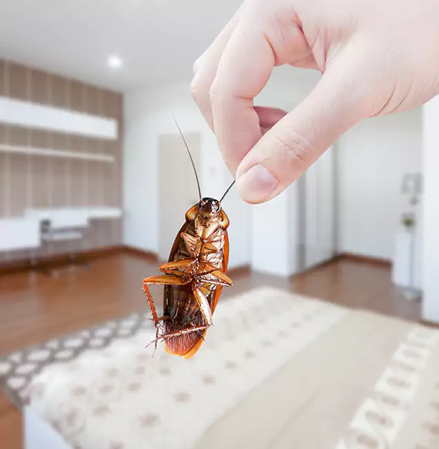Why Peachtree City Pest Control Pro Stand Out for Bed Bug Fumigation in Peachtree City, GA?