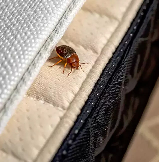 Why Choose Peachtree City Pest Control Pro for Bed Bug Treatment at Home in Peachtree City, GA?