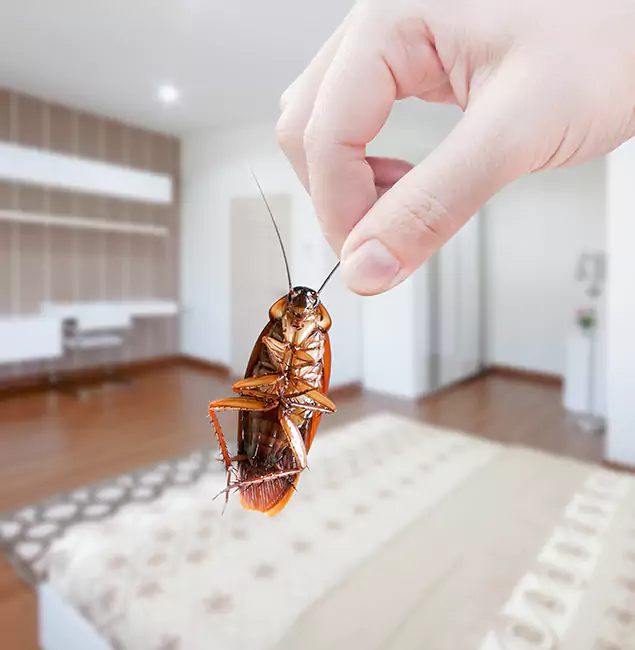 Why Peachtree City Pest Control Pro Stand Out For Bed Bug Inspection in Peachtree City, GA?