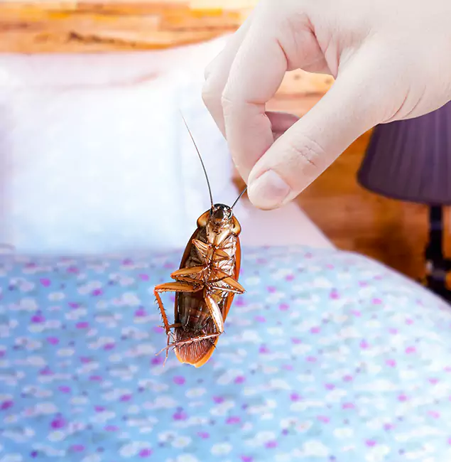 Why Choose Peachtree City Pest Control Pro for Bed Bug Treatment in Peachtree City, GA?