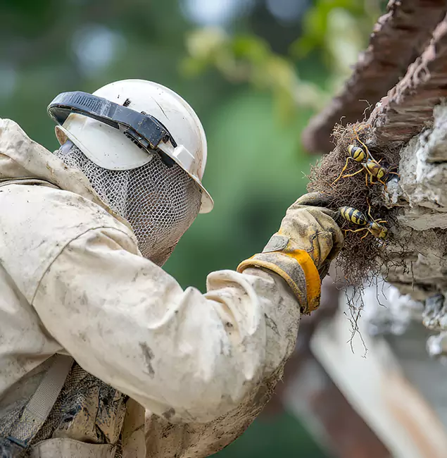 Why Peachtree City Property Owners Choose Peachtree City Pest Control Pro for Bee Exterminator?