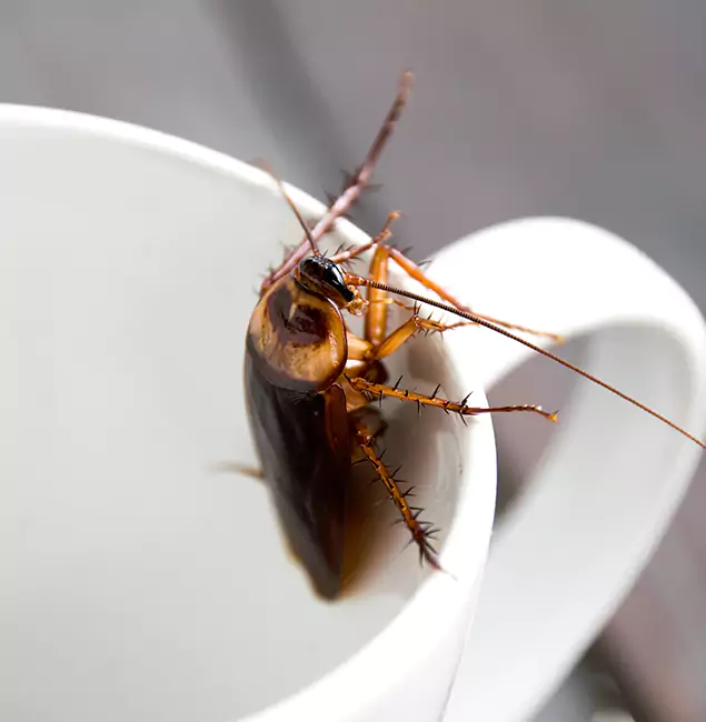 Why Peachtree City, GA Residents Trust Peachtree City Pest Control Pro for Cockroach Fumigation?