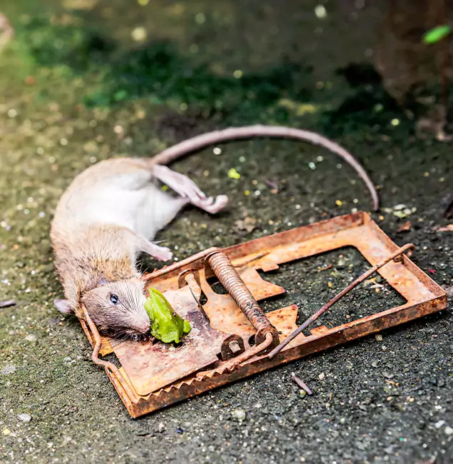 Why Peachtree City, GA Homeowners Trust Peachtree City Pest Control Pro for Rodent Removal?