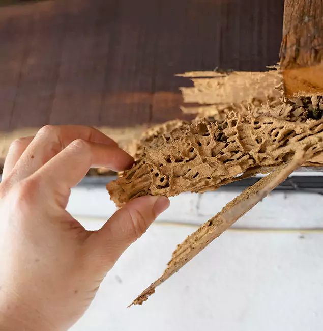 Why Choose Peachtree City Pest Control Pro in Peachtree City, GA?