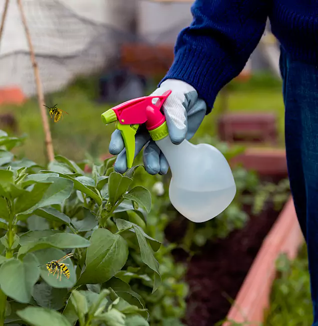 Why Peachtree City Homeowners Choose Peachtree City Pest Control Pro for Honey Bee Removal?