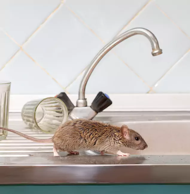 Why Peachtree City, GA Trusts Peachtree City Pest Control Pro for Humane Rodent Control?