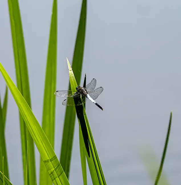 Why Peachtree City Families Trust Peachtree City Pest Control Pro for Mosquito Prevention?