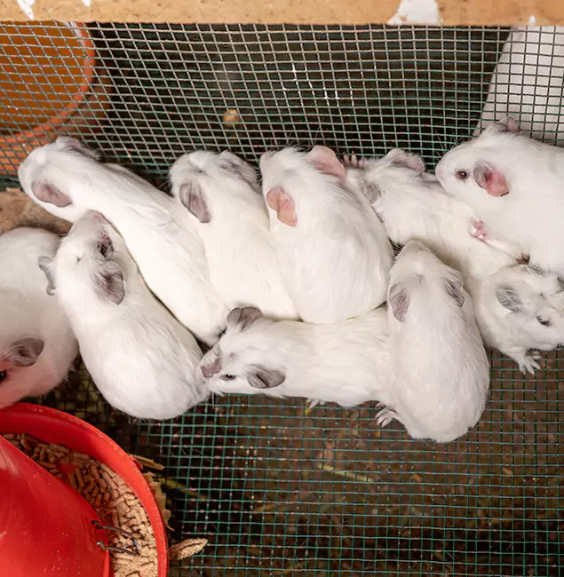 Why Peachtree City Pest Control Pro Is the Trusted Choice in Peachtree City, GA?