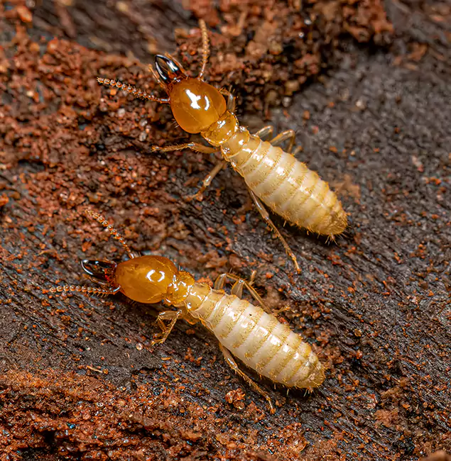 Why Choose Peachtree City Pest Control Pro for Termite Treatment Without Tenting in Peachtree City, GA?