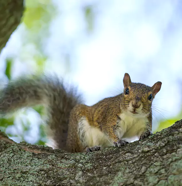 Why Peachtree City, GA Relies on Peachtree City Pest Control Pro for Squirrel Pest Control?