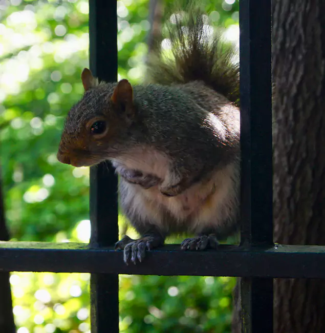Why Peachtree City, GA Chooses Peachtree City Pest Control Pro for Squirrel Removal?