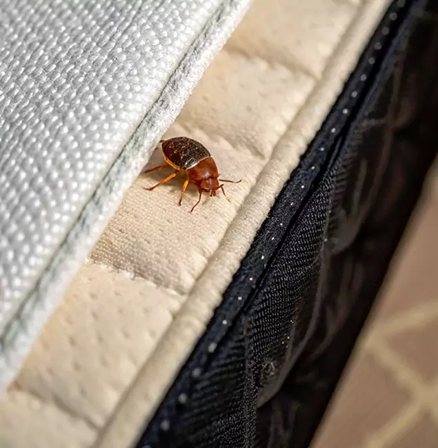 Why Peachtree City Homeowners Trust Peachtree City Pest Control Pro for Tick Treatment?