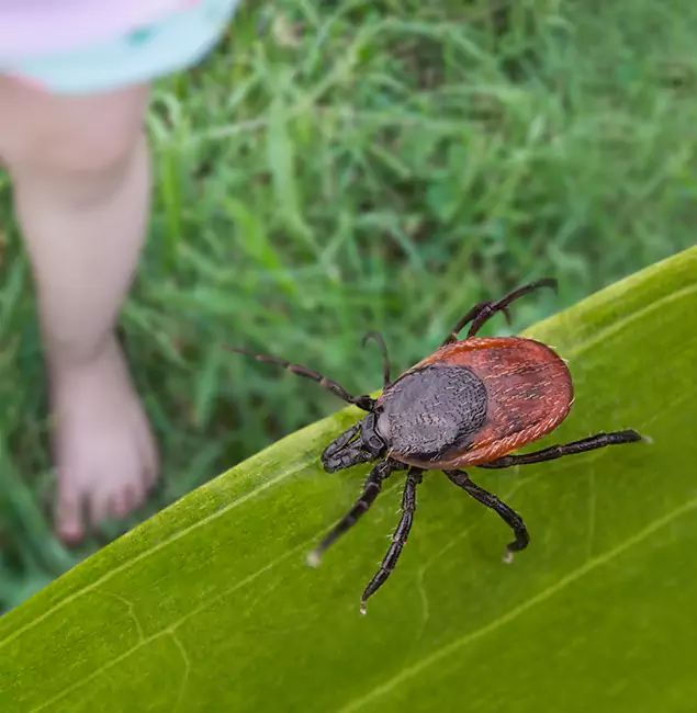 Why Peachtree City Homeowners Choose Peachtree City Pest Control Pro for Tick Extermination?