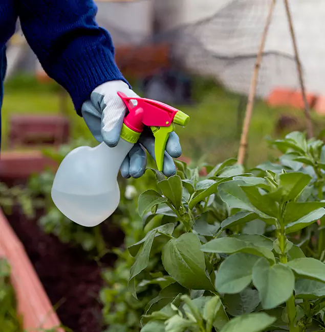 Why Peachtree City Relies on Peachtree City Pest Control Pro for Wasp Control Services?