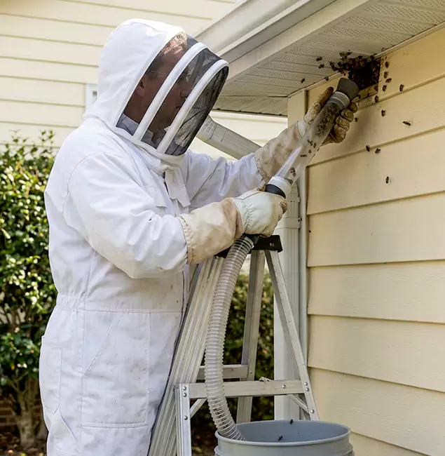 Why Peachtree City Trusts Peachtree City Pest Control Pro for Wasp Control?