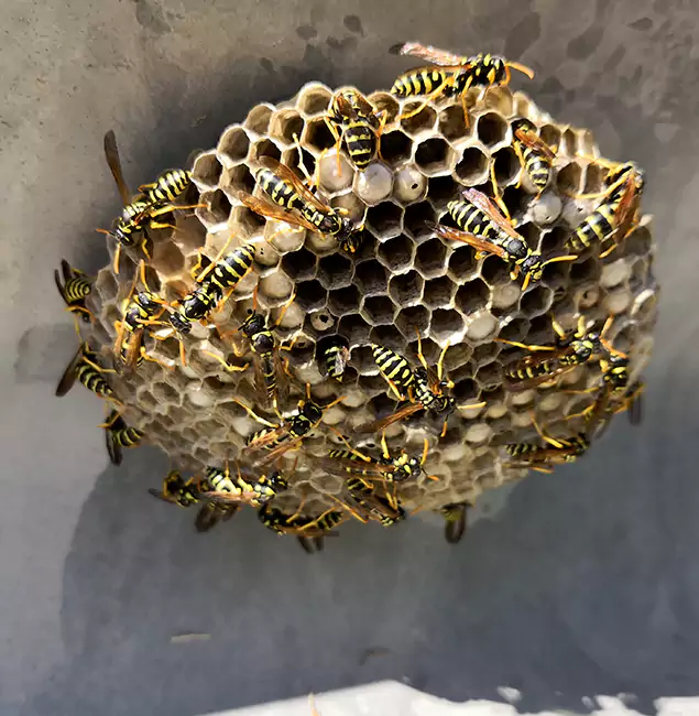 Why Peachtree City Chooses Peachtree City Pest Control Pro for Wasp Control Services?