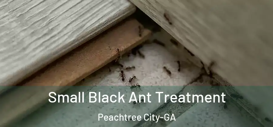 Small Black Ant Treatment Peachtree City-GA
