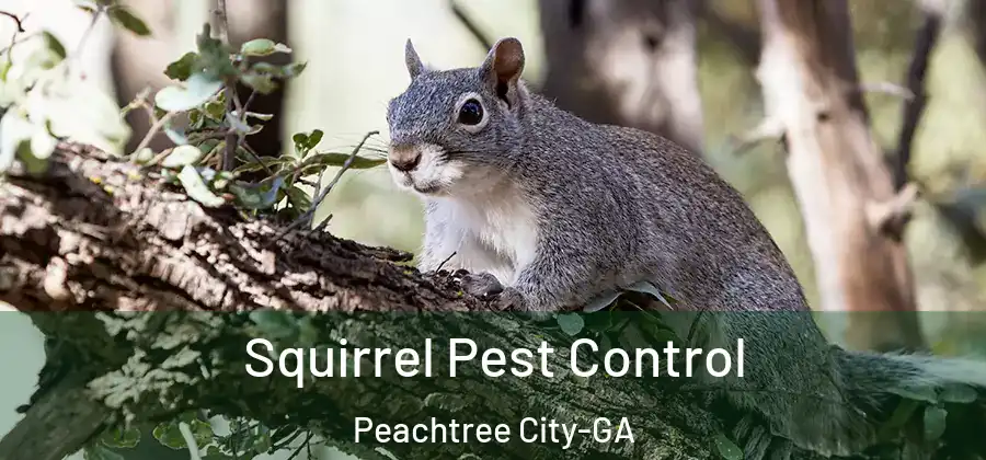 Squirrel Pest Control Peachtree City-GA